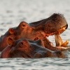 Hroch obojzivelny - Hippopotamus amphibius - Hippopotamus o3551